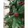 Christmas Tree With Berries საახალწლო ნაძვის ხე დათოვლილი ბოლოებით და კენკრით 180 სმ (OT2074), 5 image