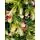 Christmas Tree With Pine Cones And Berries საახალწლო ნაძვის ხე სილიკონის შერეული  წიწვებით, გირჩით და კენკრით 180 სმ (OT2003), 14 image