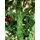 Christmas Tree With Cone And Berries საახალწლო ნაძვის ხე დათოვლილი ბოლოებით გირჩით და კენკრით 240 სმ (OT2076), 5 image