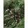 Canadian Christmas Tree Green PE 230CM ნაძვის ხე 100% სილიკონი, 4 image