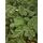 Canadian Christmas Tree Green PE 230CM ნაძვის ხე 100% სილიკონი, 8 image
