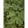 Canadian Christmas Tree Green PE 230CM ნაძვის ხე 100% სილიკონი, 8 image