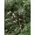 Canadian Christmas Tree Green PE 230CM ნაძვის ხე 100% სილიკონი, 4 image
