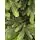 Carpathian Christmas Tree Light Green Tips 230CM PVC + PE  ნაძვის ხე შერეული სილიკონის წიწვებით, 13 image