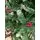 Christmas Tree With Berries საახალწლო ნაძვის ხე დათოვლილი ბოლოებით და კენკრით 180 სმ (OT2074), 6 image