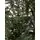 Kovalivian Christmas Tree Green VIP, PE 300 CM ნაძვის ხე 100% სილიკონი, 6 image