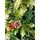 Christmas Tree With Pine Cones And Berries  საახალწლო ნაძვის ხე შერეული წიწვებით გირჩით და კენკრით 240 სმ (OT2004), 4 image