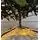 Carpathian Christmas Tree Light Green Tips 230CM PVC + PE  ნაძვის ხე შერეული სილიკონის წიწვებით, 18 image