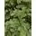 Kovalivian Christmas Tree Green VIP, PE 300 CM ნაძვის ხე 100% სილიკონი, 4 image