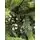 Carpathian Christmas Tree Light Green Tips 230CM PVC + PE  ნაძვის ხე შერეული სილიკონის წიწვებით, 14 image