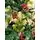 Christmas Tree With Pine Cones And Berries საახალწლო ნაძვის ხე შერეული სილიკონის წიწვებით გირჩით და კენკრით 280 სმ (OT2006), 3 image