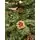 Christmas Tree With Pine Cones 210 CM ნაძვის ხე გირჩებით, 6 image