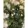 Christmas Tree With Lights 210 CM ნაძვის ხე შერეული სილიკონის წიწვებით და განათებით, 5 image