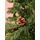 Christmas Tree With Pine Cones 210 CM ნაძვის ხე გირჩებით, 5 image