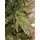 Christmas Tree 210 CM ნაძვის ხე შერეული სილიკონის წიწვებით, 6 image