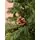 Christmas Tree With Pine Cones 210 CM ნაძვის ხე გირჩებით, 5 image