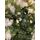 Christmas Tree With Lights 210 CM ნაძვის ხე შერეული სილიკონის წიწვებით და განათებით, 5 image