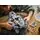 Lego Star Wars 75413 Republic Juggernaut, 12 image