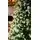 Christmas Tree 180 CM PE+PVC საახალწლო ნაძვის ხე შერეული სილიკონის წიწვებით, 6 image