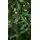 Christmas Tree 180 CM საახალწლო ნაძვის ხე, 5 image