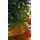 Christmas Tree 180 CM საახალწლო ნაძვის ხე, 7 image
