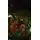 Christmas Tree 180 CM PE+PVC საახალწლო ნაძვის ხე შერეული სილიკონის წიწვებით, 9 image