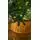 Christmas Tree With Lights 210 CM საახალწლო ნაძვის ხე განათებით, 5 image