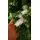Christmas Tree 180 CM PE+PVC საახალწლო ნაძვის ხე შერეული სილიკონის წიწვებით, 8 image