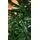 Christmas Tree 180 CM საახალწლო ნაძვის ხე, 2 image