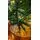Christmas Tree With Lights 180 CM საახალწლო ნაძვის ხე განათებით, 3 image