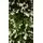 Christmas Tree 180 CM PE+PVC საახალწლო ნაძვის ხე შერეული სილიკონის წიწვებით, 3 image