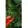 Christmas Tree 210 CM საახალწლო ნაძვის ხე, 3 image