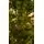 Christmas Tree With Lights 180 CM საახალწლო ნაძვის ხე განათებით, 5 image