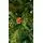 Christmas Tree 240 CM With Pine Cones And Berries - საახალწლო ნაძვის ხე გირჩით და კენკრით, 7 image