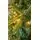 Christmas Tree With Lights 210 CM PE + PVC - ნაძვის ხე შერეული სილიკონის წიწვებით და განათებით, 7 image