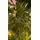 Christmas Tree 200 CM With Lights - ნაძვის ხე განათებით, 9 image