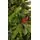 Christmas Tree  210 CM With Pine Cones And Berries PE + PVC ნაძვის ხე შერეული სილიკონის წიწვებით, გირჩით და კენკრით, 6 image