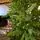 Christmas Tree Green 180 CM PE  - საახალწლო ნაძვის ხე, 100% სილიკონი, 5 image