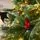 Christmas Tree 210 CM With Lights White Tips, Pine Cones And Berries PE+PVC - ნაძვის ხე განათებით შერეული სილიკონის წიწვებით, თეთრი ბოლოებით, გირჩით და კენკრით, 5 image