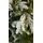 Christmas Tree 210 CM PE+PVC Snow-Covered - დათოვლილი ნაძვის ხე შერეული სილიკონის წიწვებით, 7 image