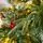 Christmas Tree 210 CM With Lights White Tips, Pine Cones And Berries PE+PVC - ნაძვის ხე განათებით შერეული სილიკონის წიწვებით, თეთრი ბოლოებით, გირჩით და კენკრით, 7 image