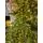 Christmas Tree  210 CM With Lights PE+PVC - ნაძვის ხე შერეული სილიკონის წიწვებით და განათებით, 7 image