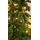 Christmas Tree 200 CM With Lights - ნაძვის ხე განათებით, 6 image