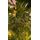 Christmas Tree 200 CM With Lights - ნაძვის ხე განათებით, 9 image