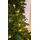 Christmas Tree 200 CM With Lights - ნაძვის ხე განათებით, 12 image