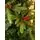 Christmas Tree  240 CM With Pine Cones And Berries PE + PVC - ნაძვის ხე შერეული სილიკონის წიწვებით, გირჩით და კენკრით, 9 image