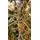 Christmas Tree With Lights 210 CM Snow-Covered საახალწლო ნაძვის ხე დათოვლილი ტოტებით და განათებით, 8 image