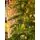 Christmas Tree  210 CM With Lights PE+PVC - ნაძვის ხე შერეული სილიკონის წიწვებით და განათებით, 8 image