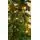 Christmas Tree 200 CM With Lights - ნაძვის ხე განათებით, 6 image