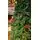 Christmas Tree 240 CM With Pine Cones And Berries - საახალწლო ნაძვის ხე გირჩით და კენკრით, 4 image